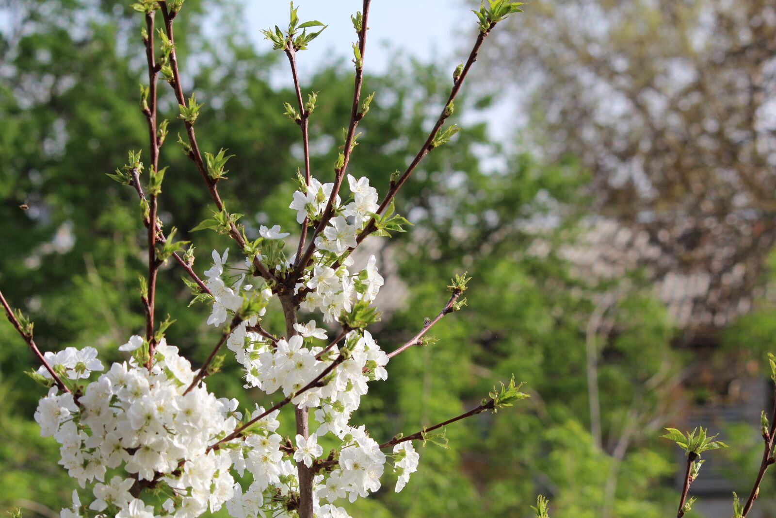 Canon EOS 600D (Rebel EOS T3i / EOS Kiss X5) sample photo. Tree, flower, nature photography