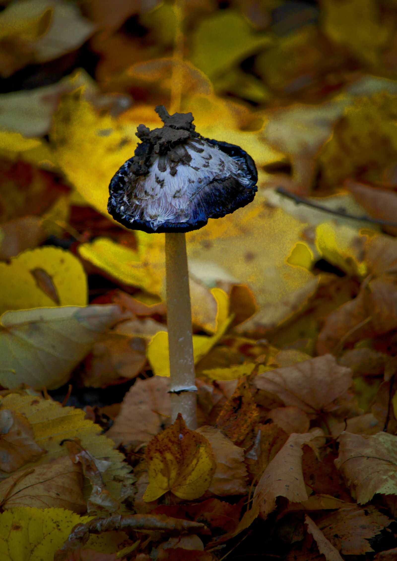 Canon EOS 1200D (EOS Rebel T5 / EOS Kiss X70 / EOS Hi) sample photo. Mushroom, funfi, fungus photography
