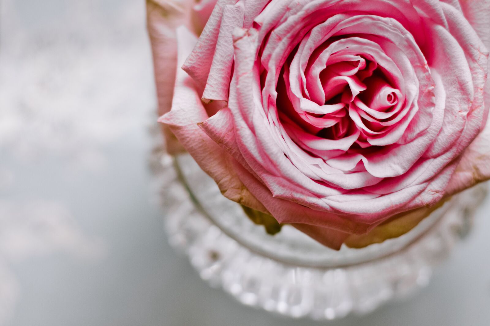 Canon EOS 200D (EOS Rebel SL2 / EOS Kiss X9) + Canon EF 50mm F1.8 STM sample photo. Rose, pink, noble photography