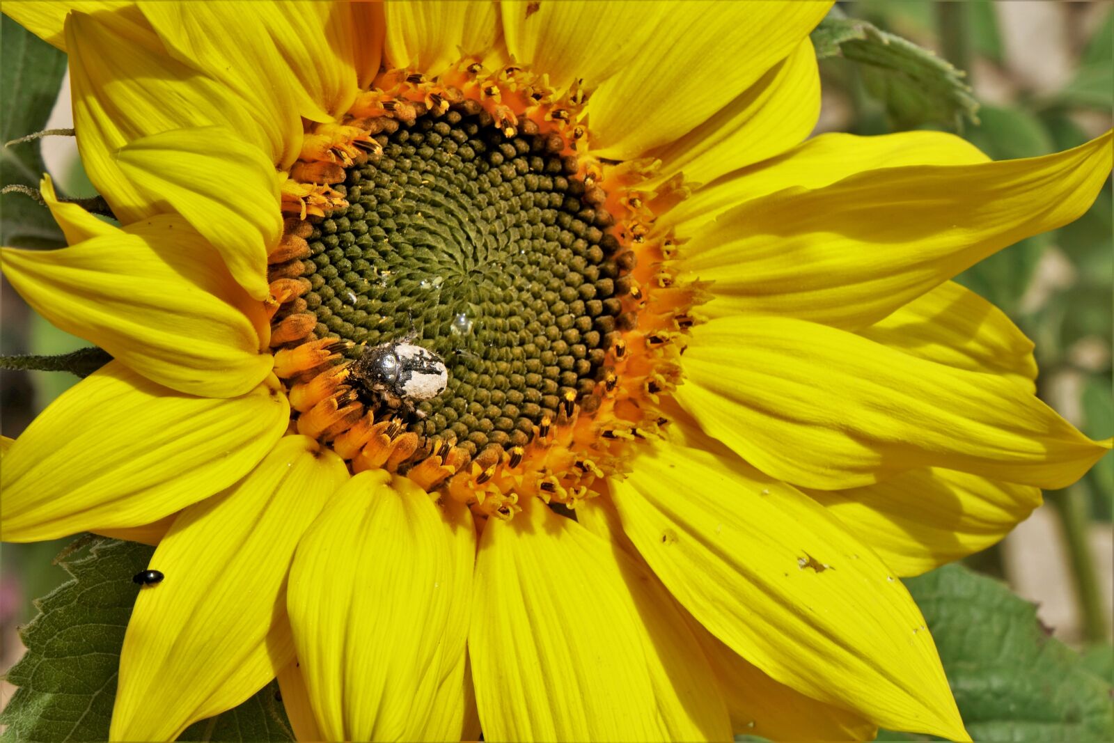 Sony Cyber-shot DSC-RX10 sample photo. Sunflower, plant, yellow photography