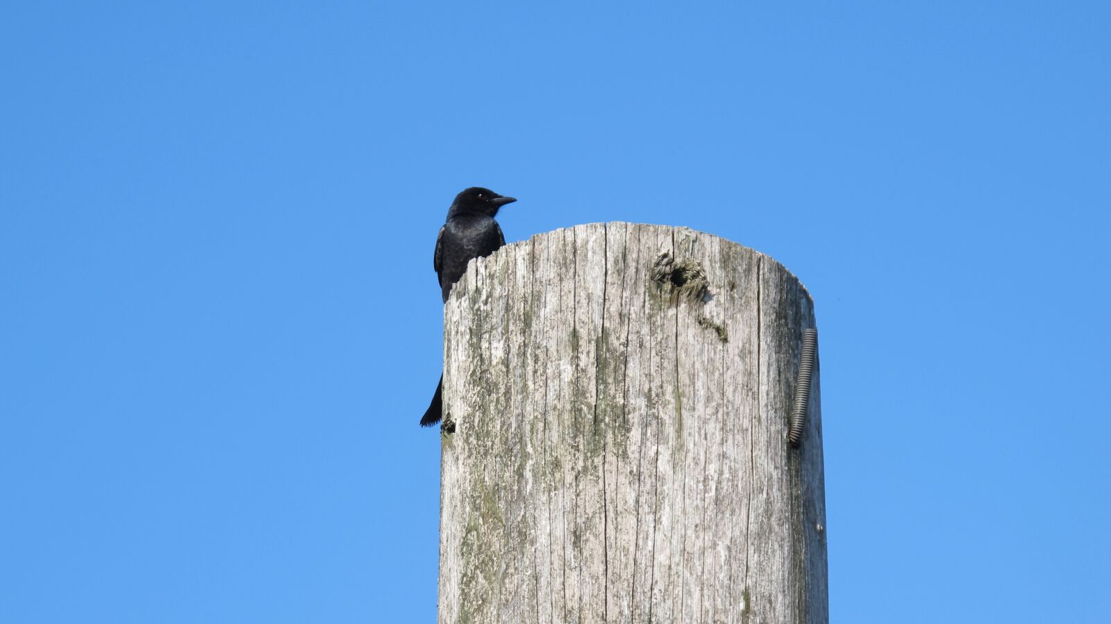 Canon PowerShot G12 sample photo. Bird, blue, sky photography