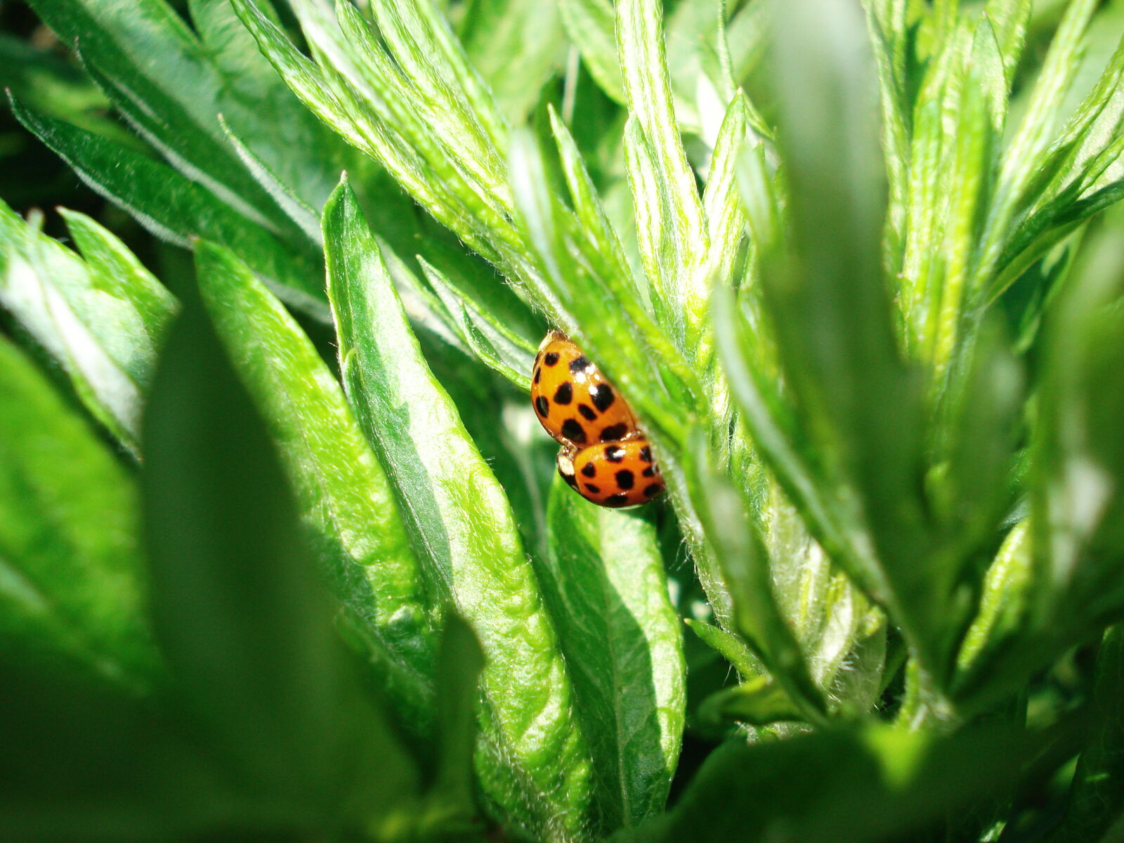 Sony DSC-W70 sample photo. Insects, ladybug photography
