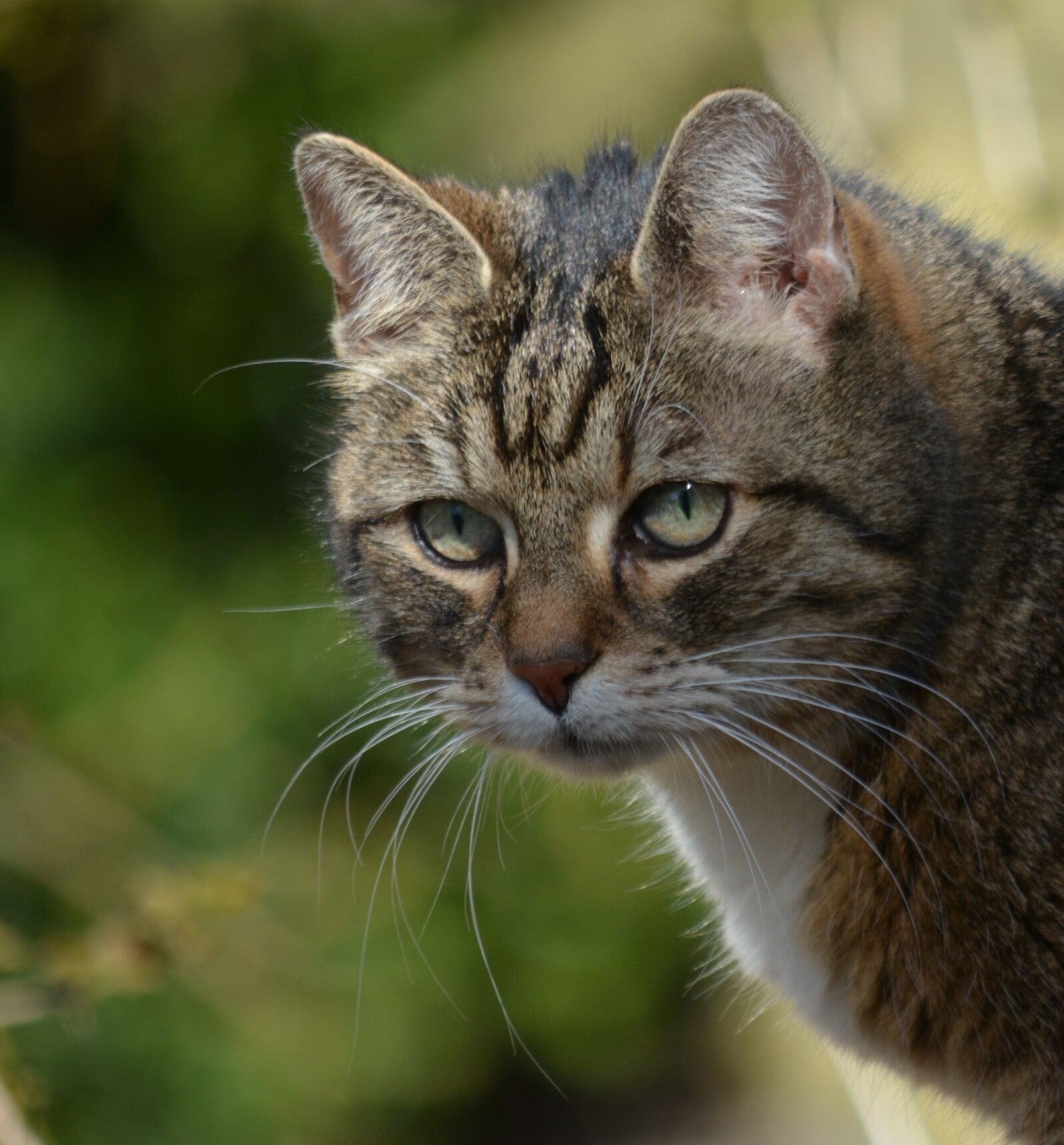 Nikon D7100 sample photo. Animals, cat, attention photography