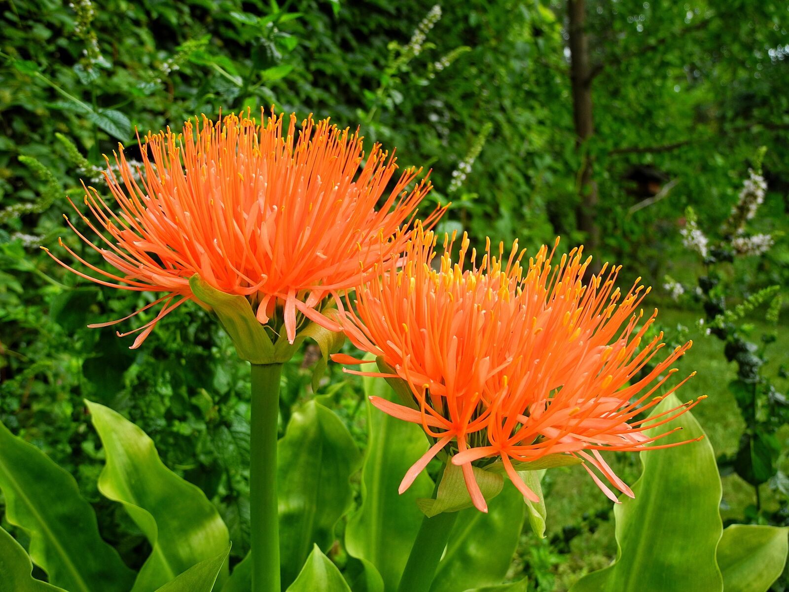 Nikon Coolpix P7000 sample photo. V rvir g, scadoxus photography