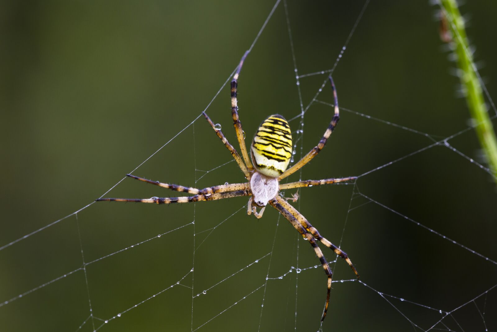 Canon EOS 7D sample photo. Wasp spider, spider, zebraspinne photography