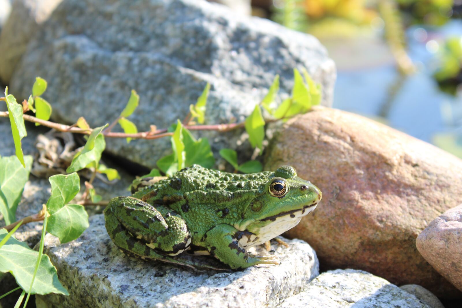 Canon EOS 1200D (EOS Rebel T5 / EOS Kiss X70 / EOS Hi) sample photo. Frog, animal, amphibian photography