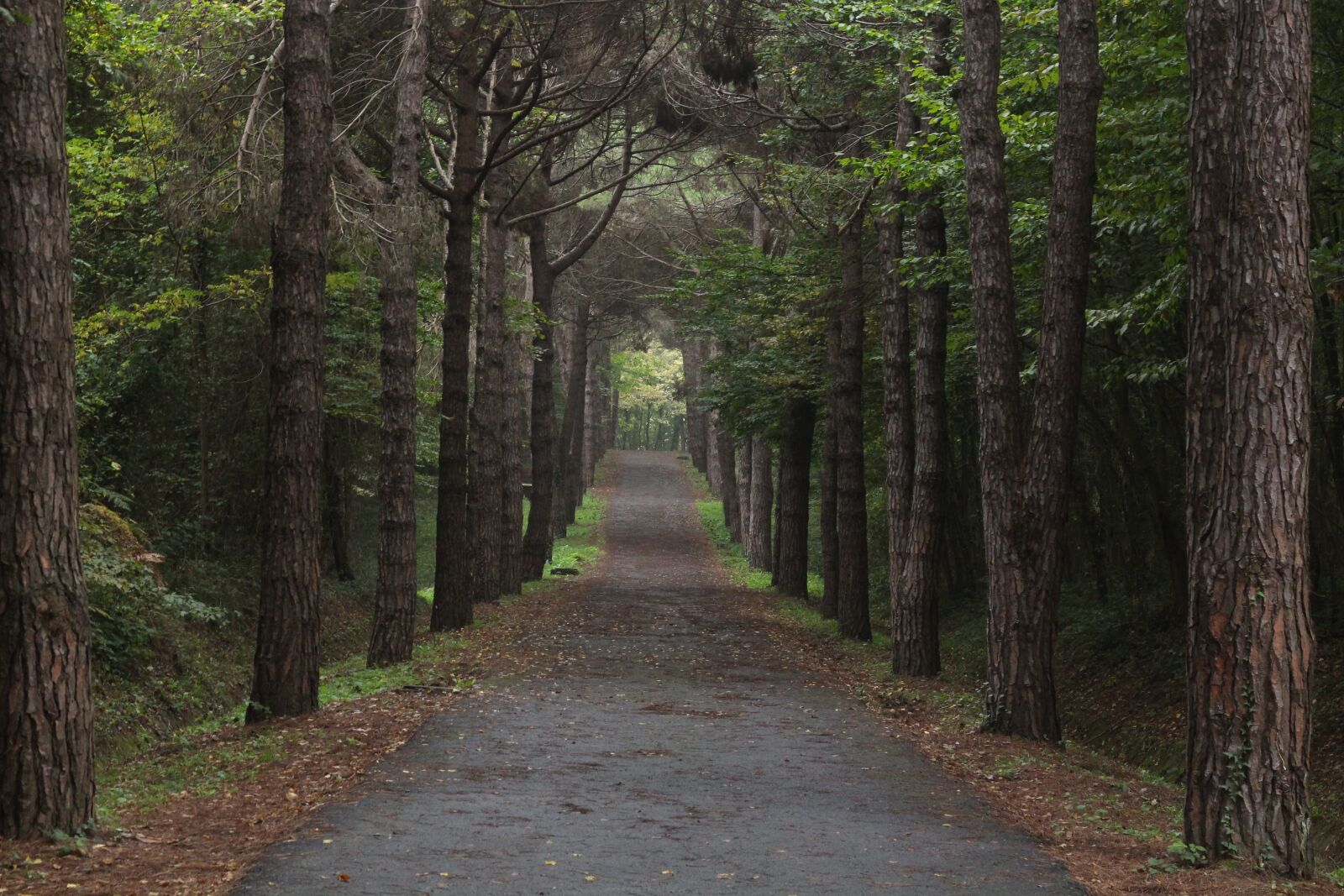 Canon EOS 700D (EOS Rebel T5i / EOS Kiss X7i) + Canon EF 50mm F1.8 II sample photo. Nature, peace, landscape photography