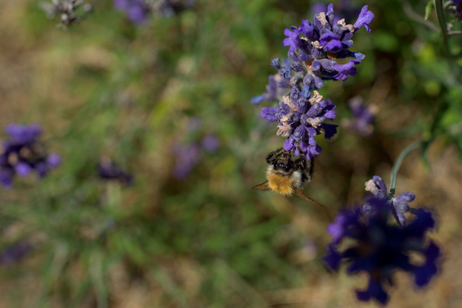 Sony FE 50mm F2.8 Macro sample photo. Hummel, lavender, violet photography