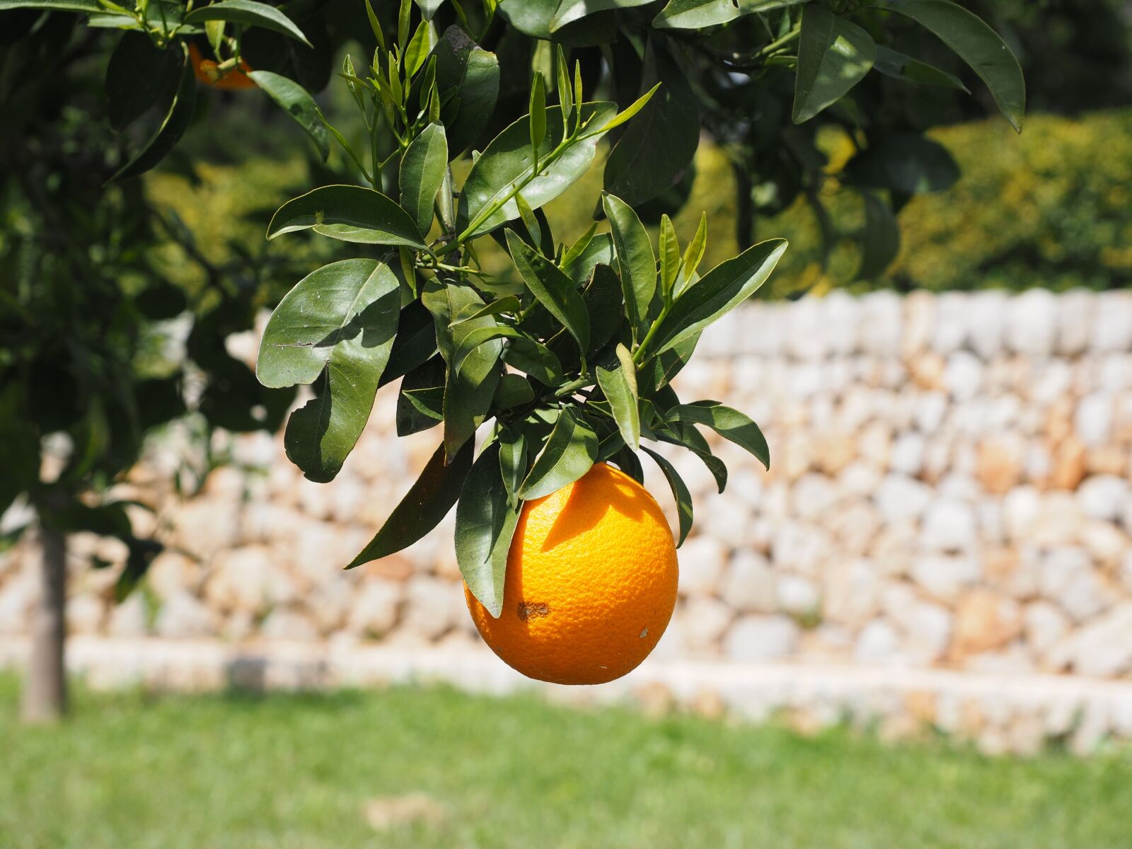 Olympus OM-D E-M1 + Olympus M.Zuiko Digital ED 12-40mm F2.8 Pro sample photo. Orange, fruit, orange tree photography