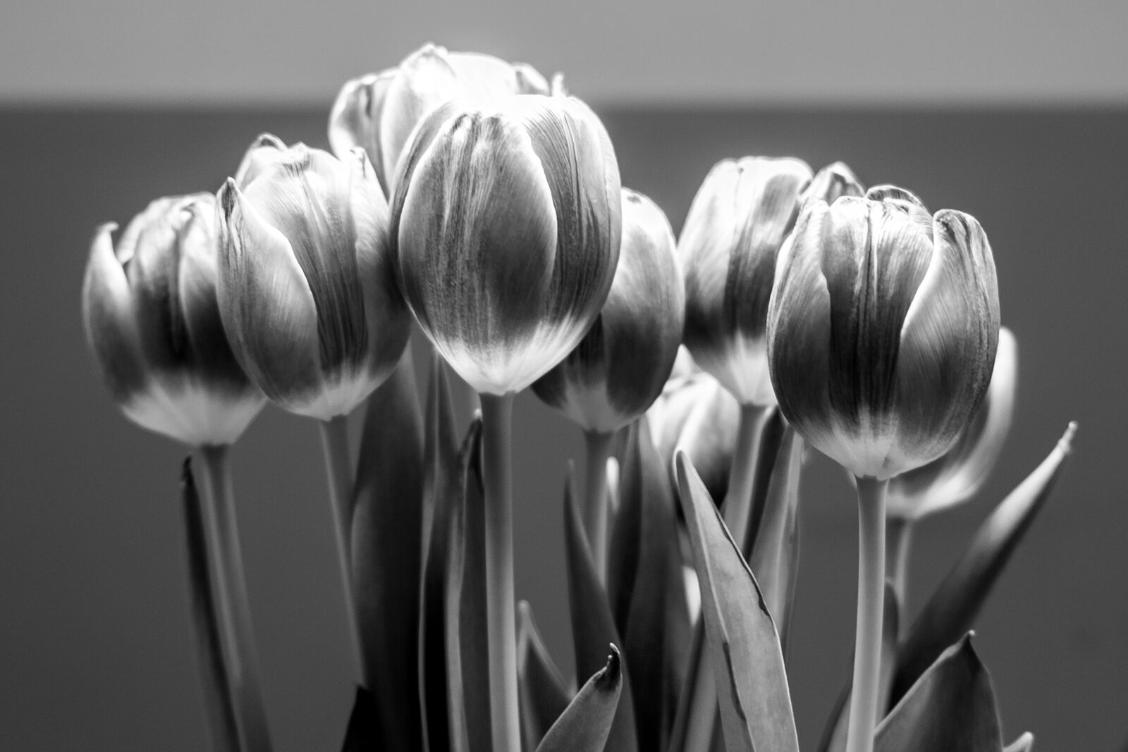 Fujifilm X-T10 sample photo. Black, flower, love, mood photography