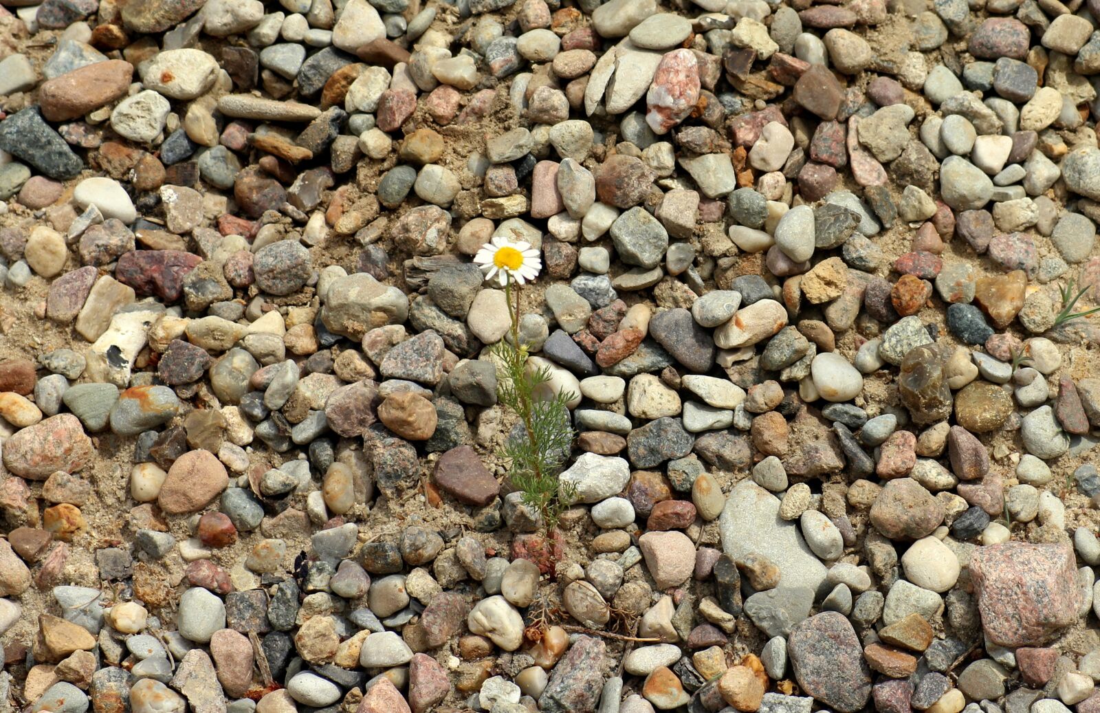 Canon EOS 1200D (EOS Rebel T5 / EOS Kiss X70 / EOS Hi) sample photo. Flower, pebbles, pebble photography