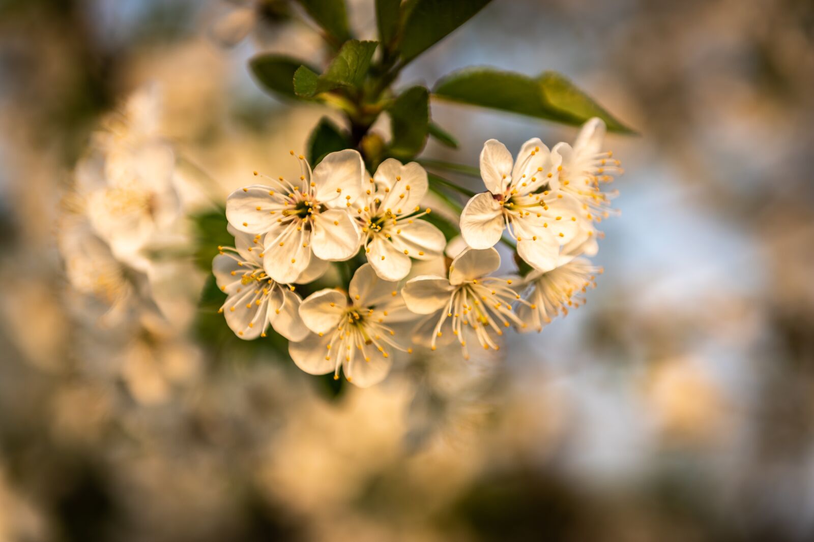 Nikon D750 sample photo. Nature, plant, flower photography