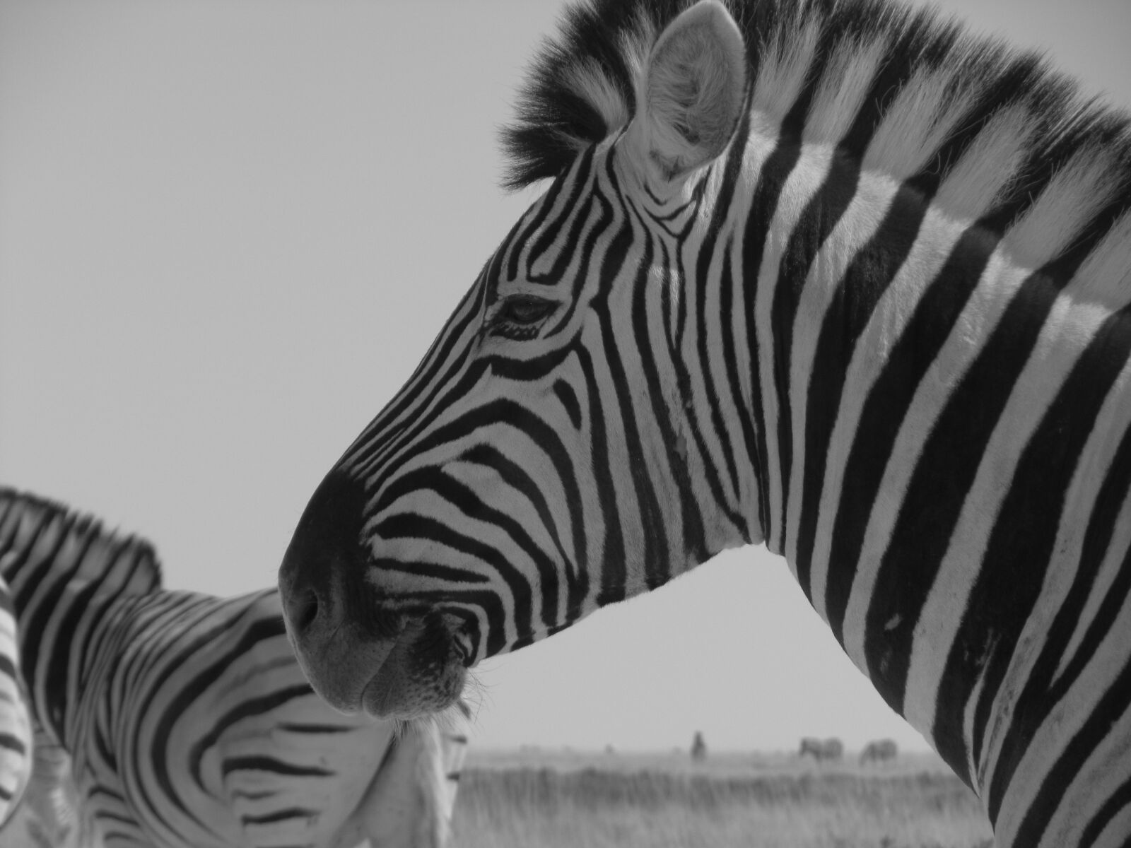 Canon PowerShot SX210 IS sample photo. Zebra photography