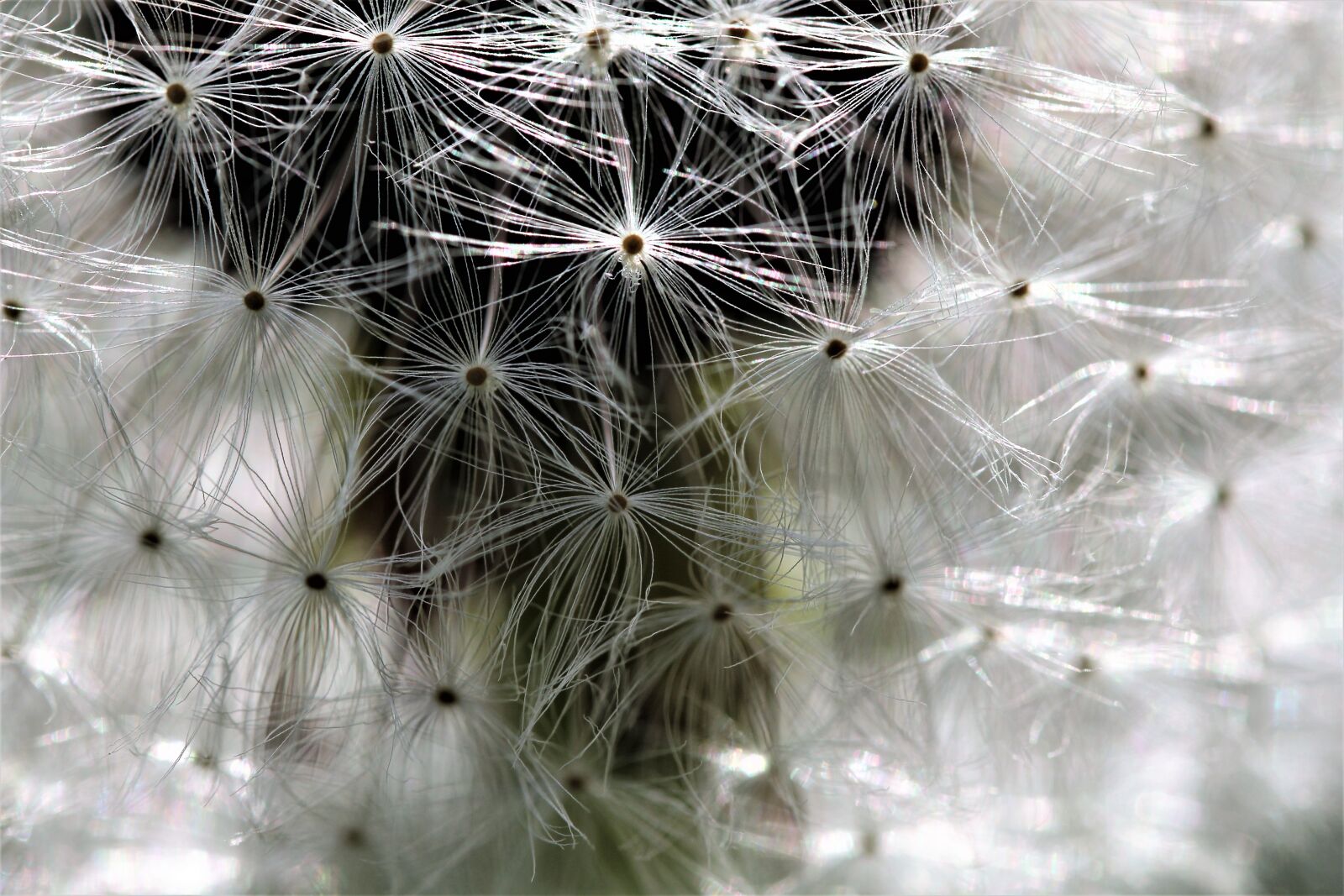 Canon EOS 1200D (EOS Rebel T5 / EOS Kiss X70 / EOS Hi) sample photo. Dandelion, meadow, umbrella photography