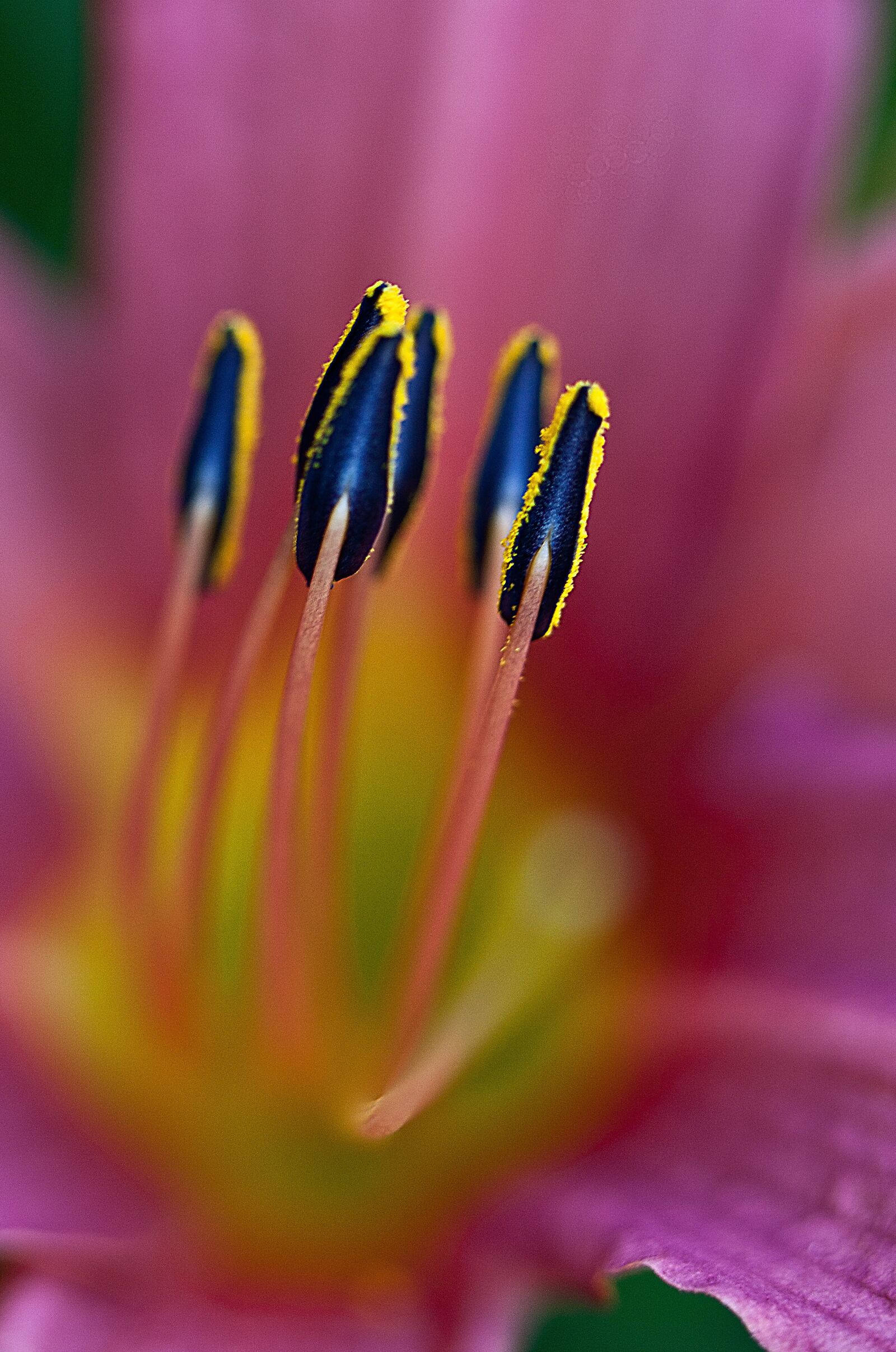 Canon EOS 5D Mark II sample photo. Lily, flower, blossoming photography