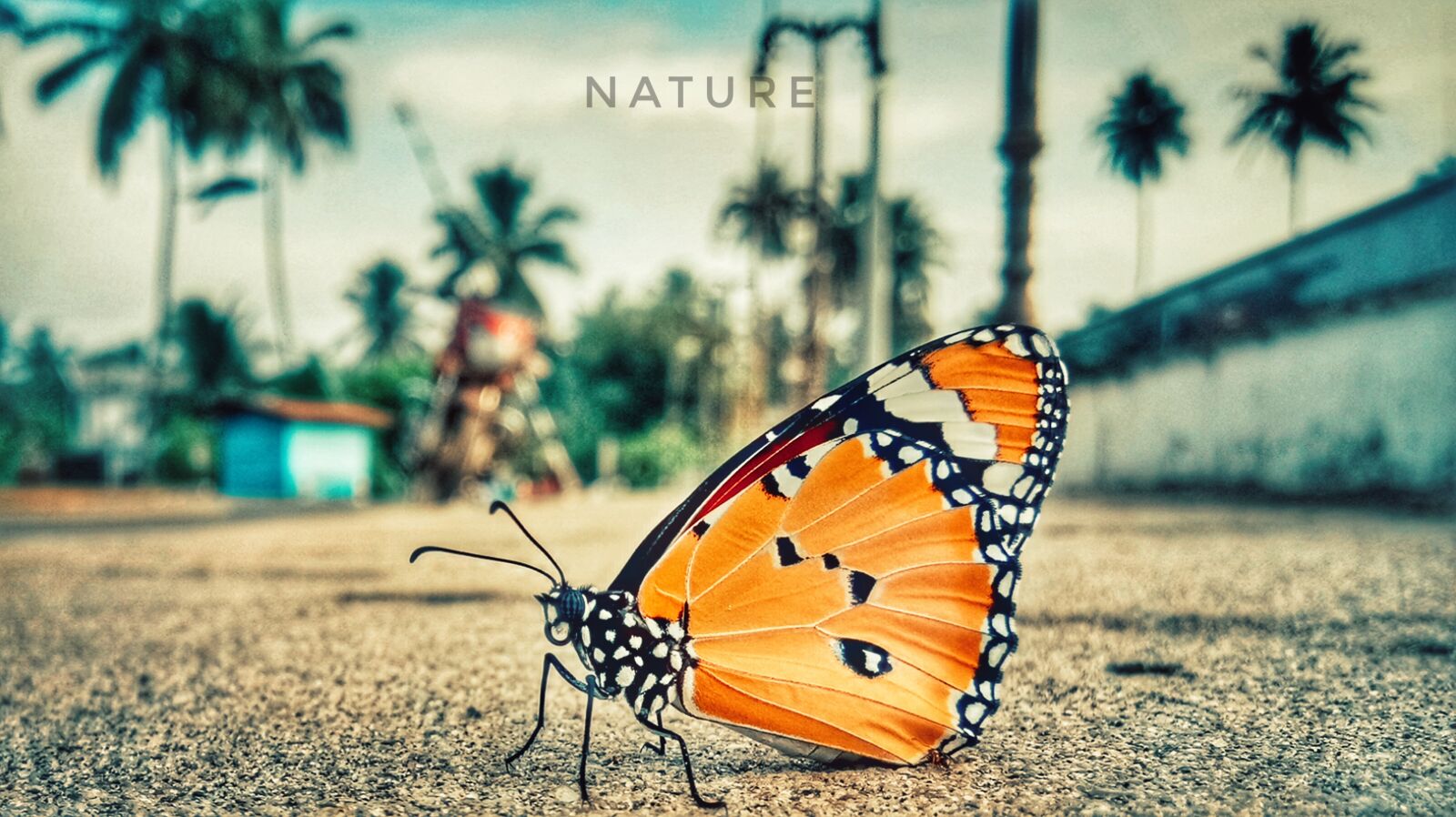 vivo 1609 sample photo. Butterfly, nature, insect photography