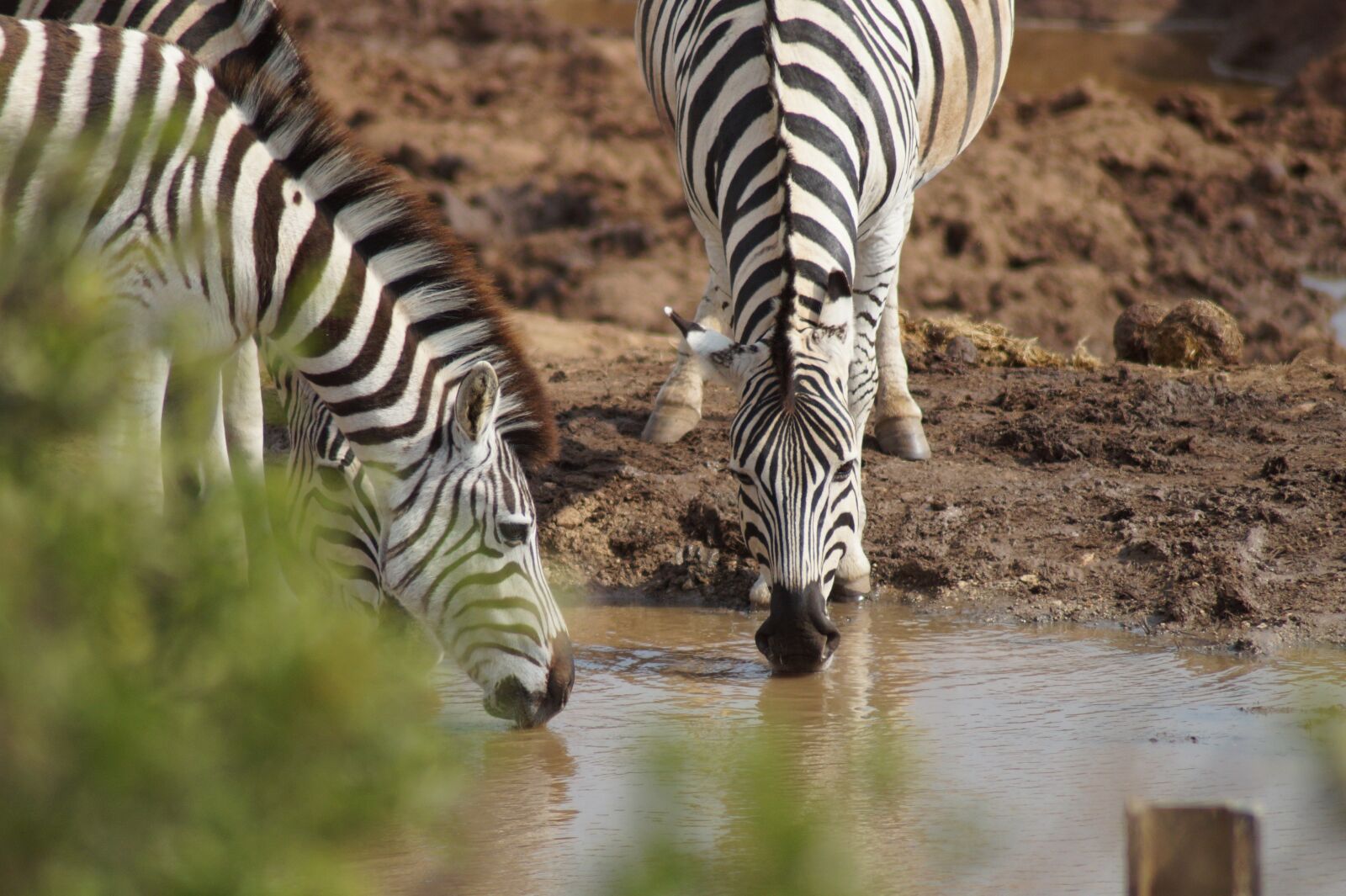 Sony SLT-A58 sample photo. Zebra, water hole, africa photography