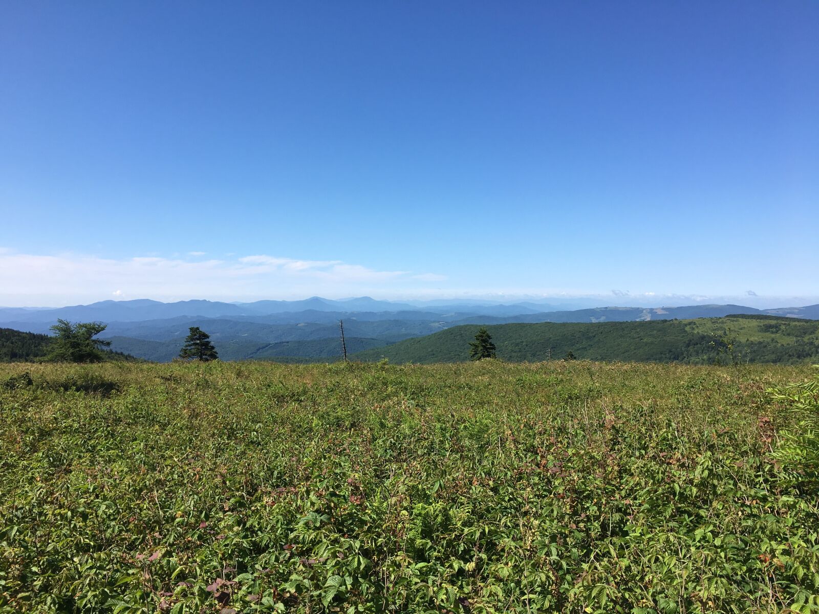 Apple iPhone 6s sample photo. Grayson highlands, virginia, meadow photography
