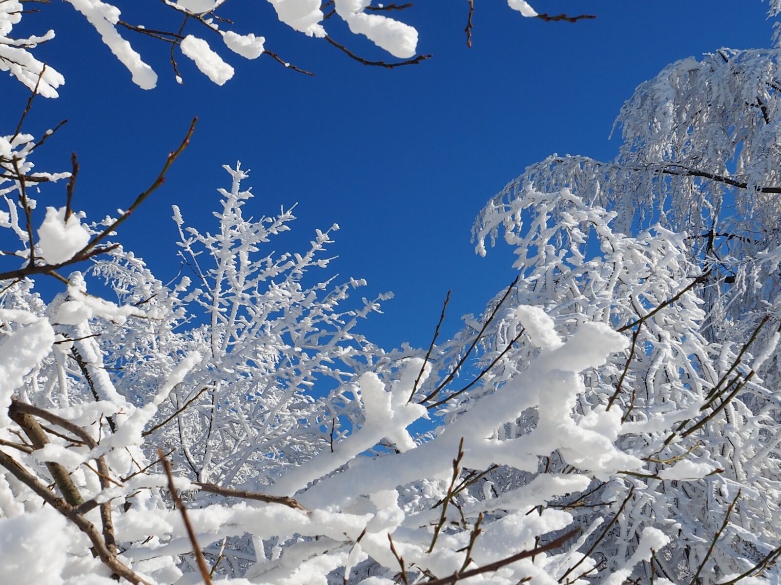 Olympus OM-D E-M10 sample photo. Snow, wintry, cold photography