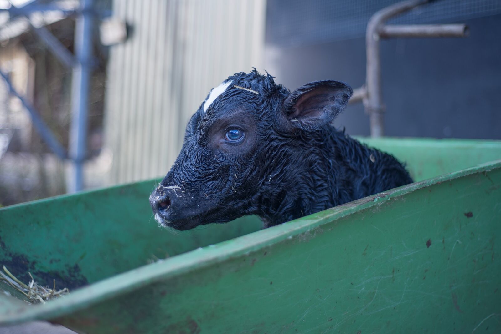 Nikon D600 sample photo. Calf, cow, young photography