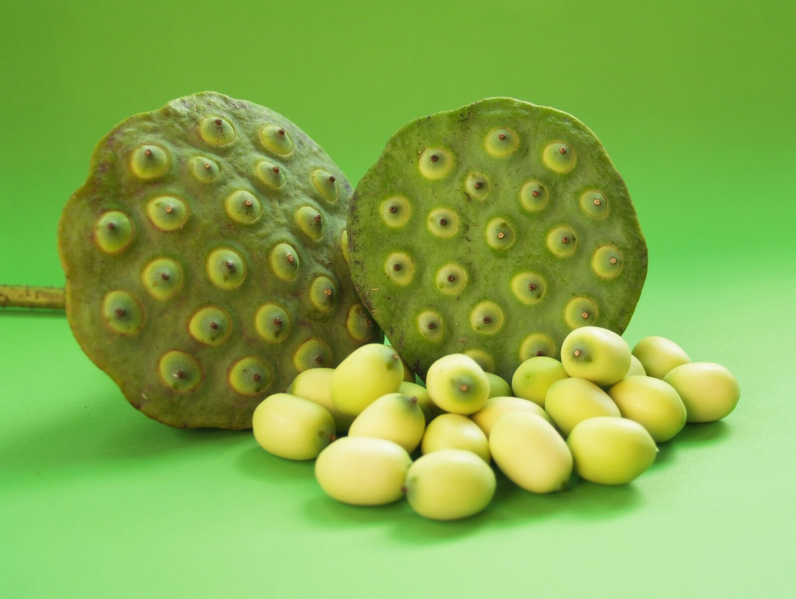 Olympus E-300 (EVOLT E-300) sample photo. Lotus, seed, flower photography