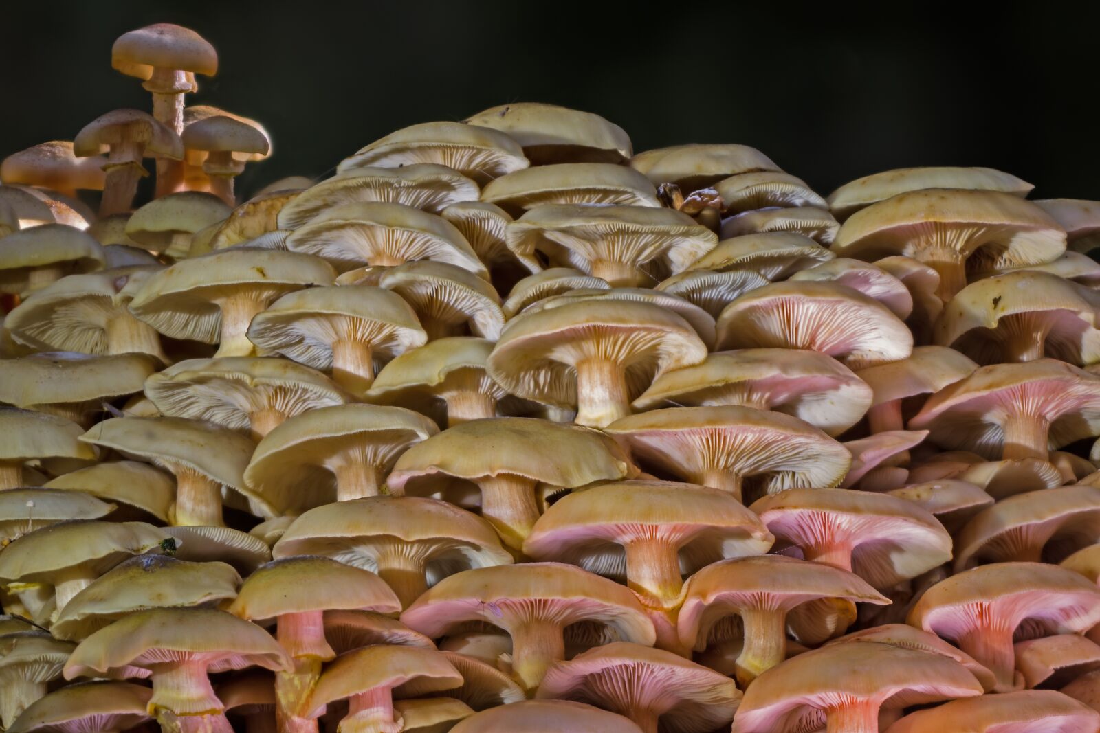 Canon EOS 7D sample photo. Mushrooms, mushroom collection, close photography
