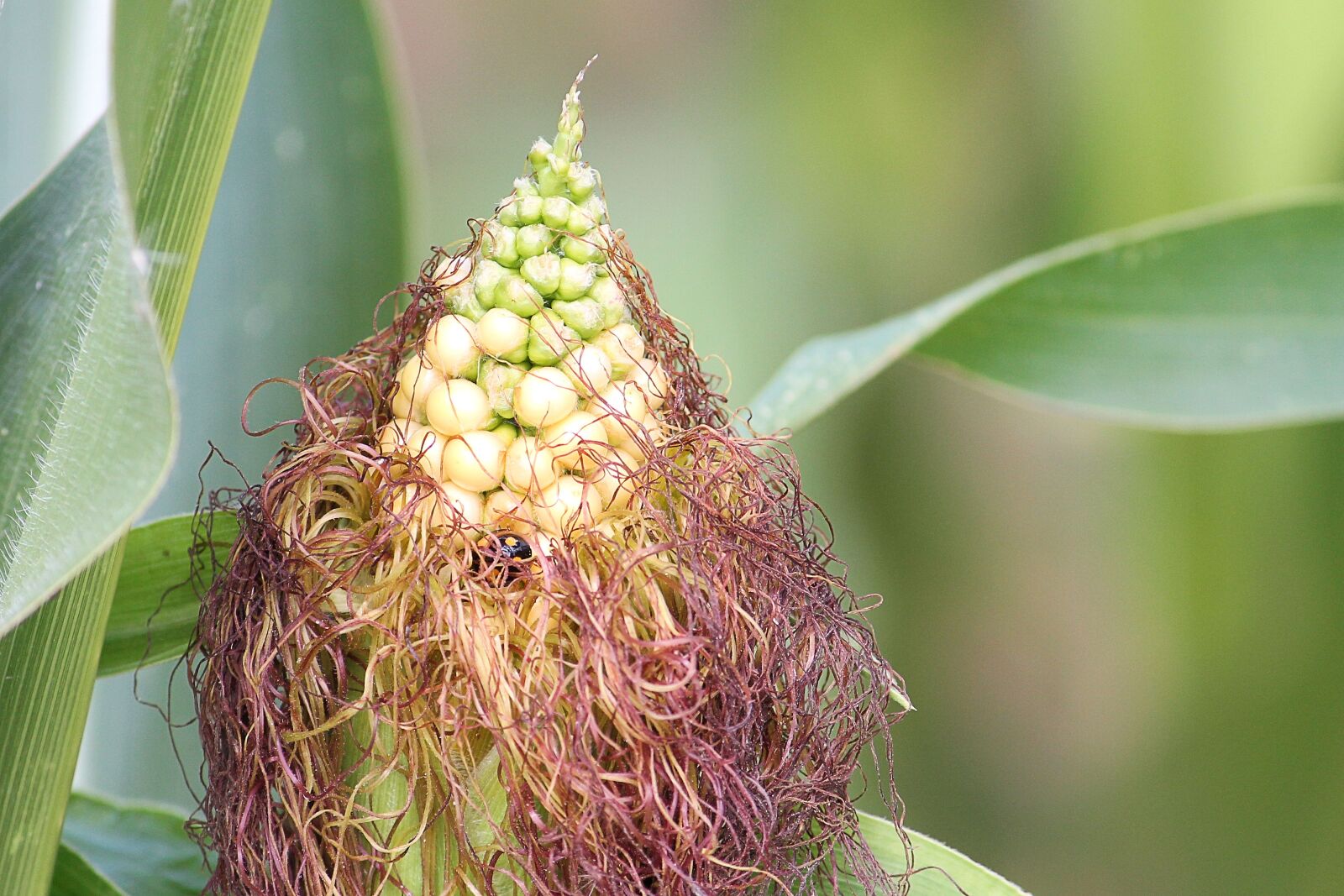 Canon EF-S 55-250mm F4-5.6 IS II sample photo. Corn, corn hair, corn photography