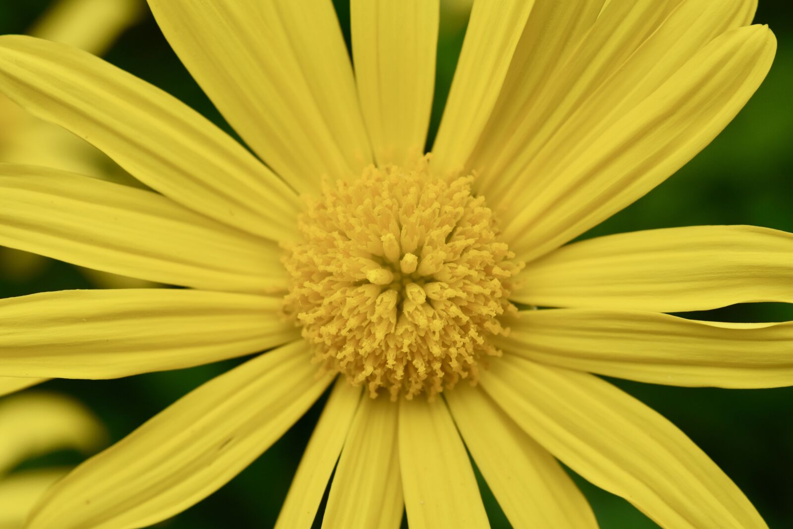 Nikon D5600 sample photo. Flower, flower yellow petals photography