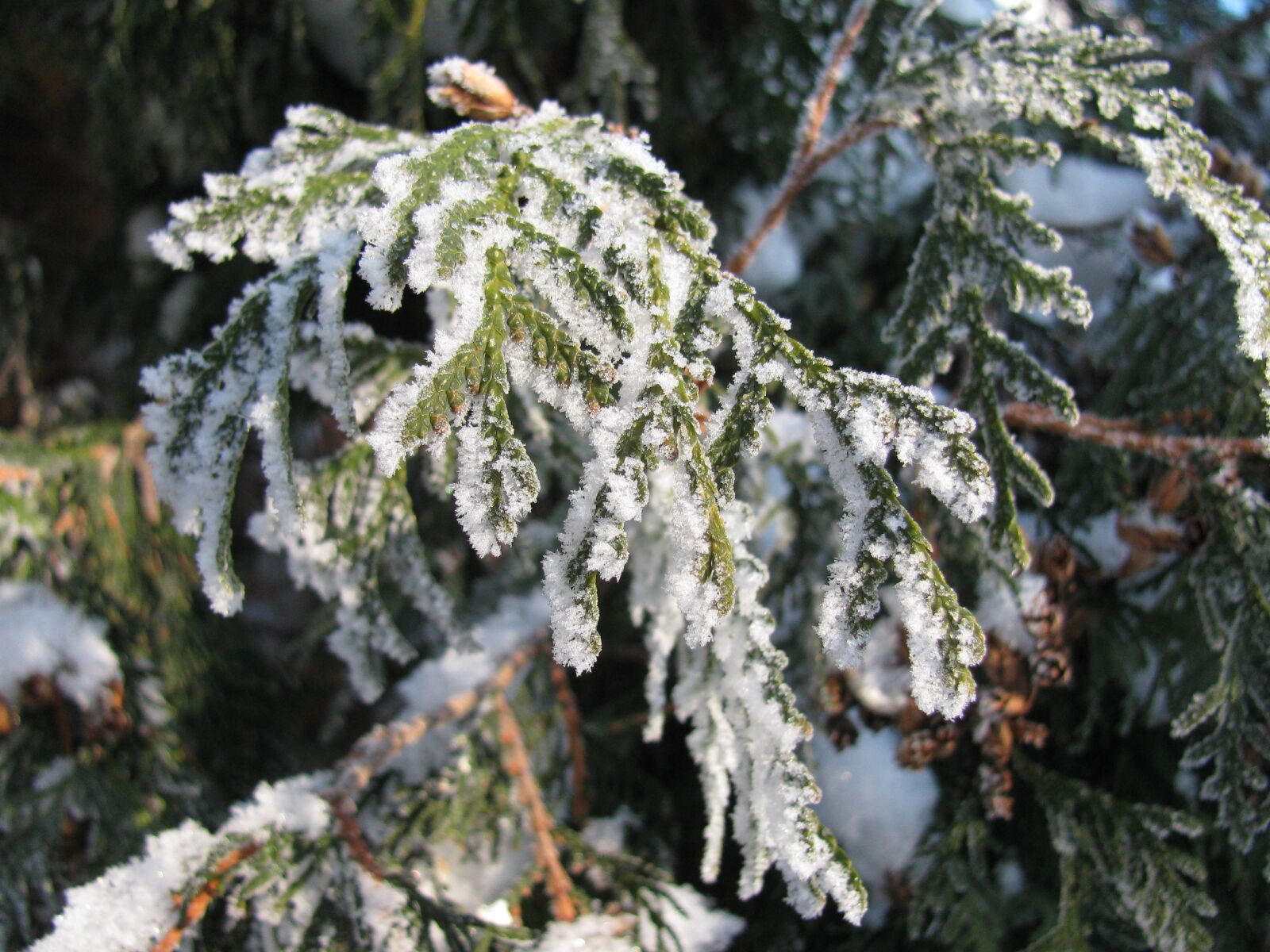Canon PowerShot SX110 IS sample photo. Winter, tree, thuja photography