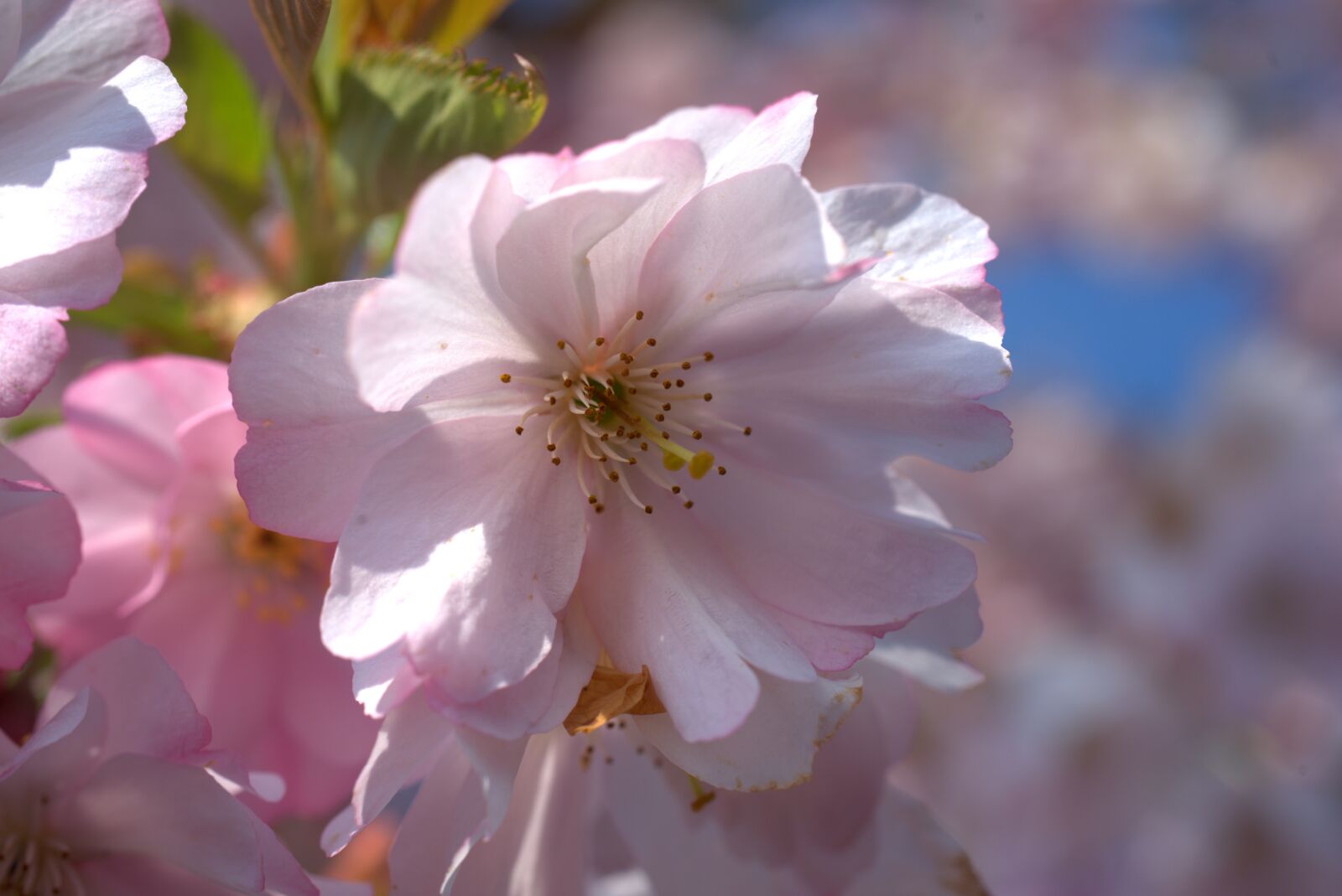 Sony FE 50mm F2.8 Macro sample photo. Cherry, blossom, bloom photography