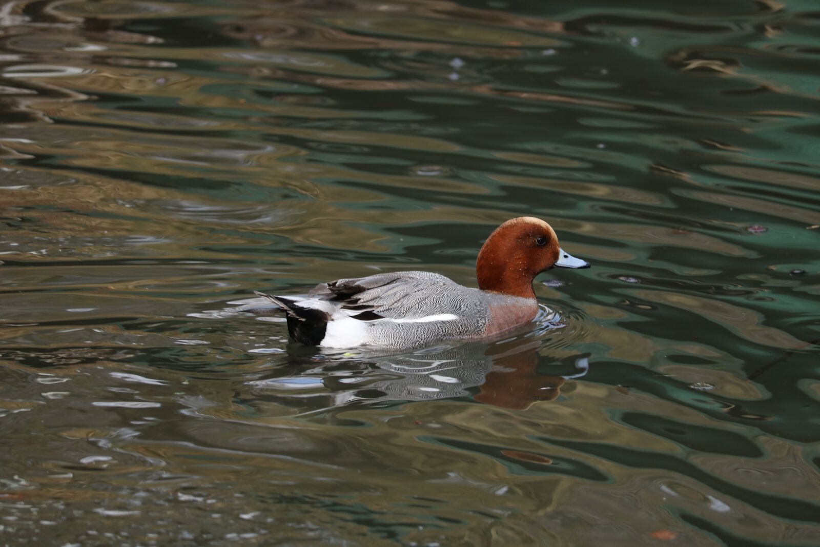 Canon EOS 750D (EOS Rebel T6i / EOS Kiss X8i) sample photo. Waters, bird, puddle photography