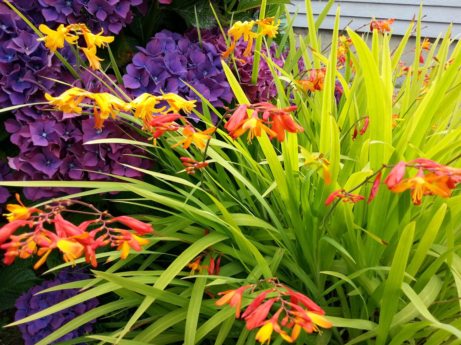 Samsung Galaxy S3 sample photo. Flowers, nature, garden photography