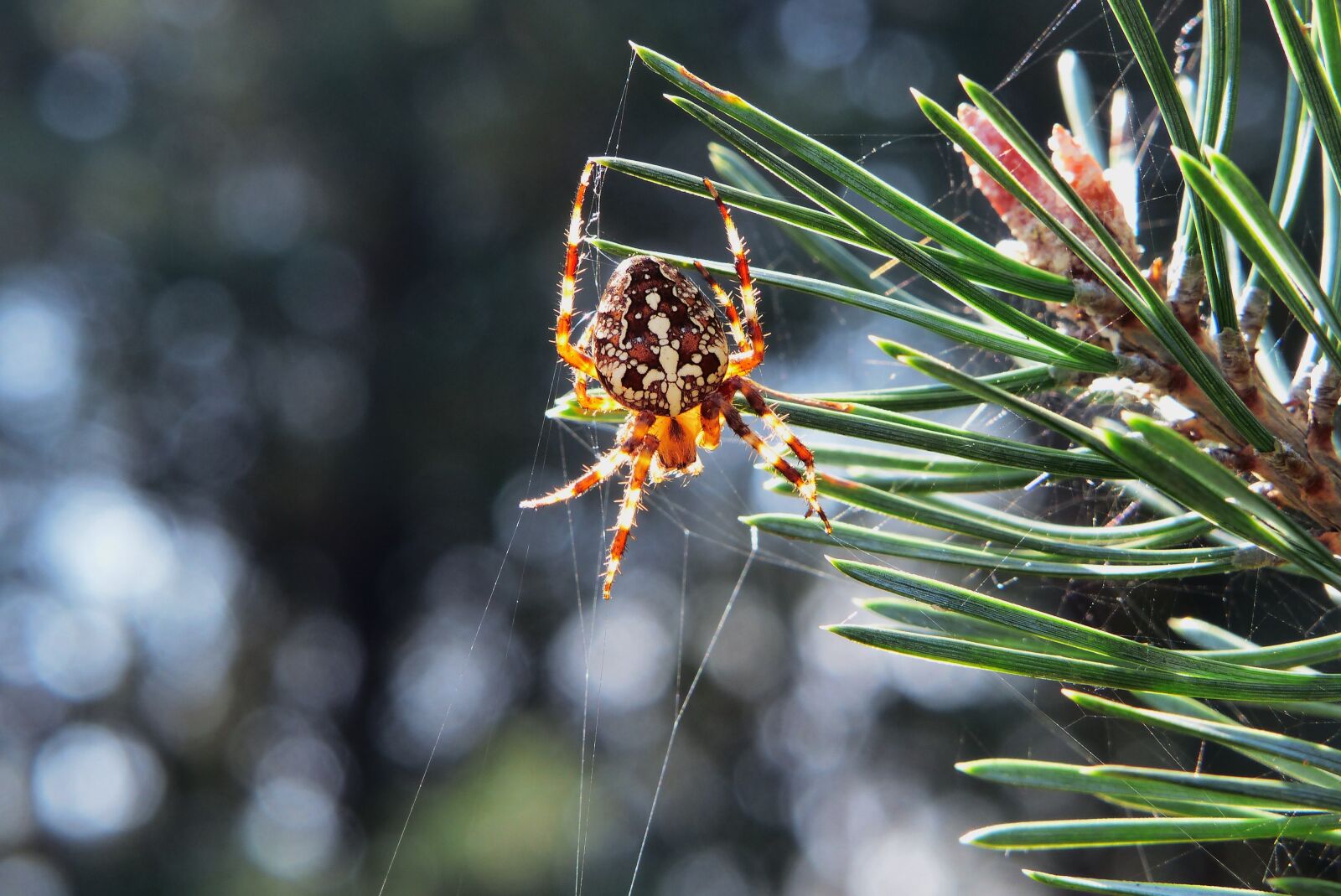 Panasonic Lumix DMC-FZ200 sample photo. Crusader garden, female, arachnid photography