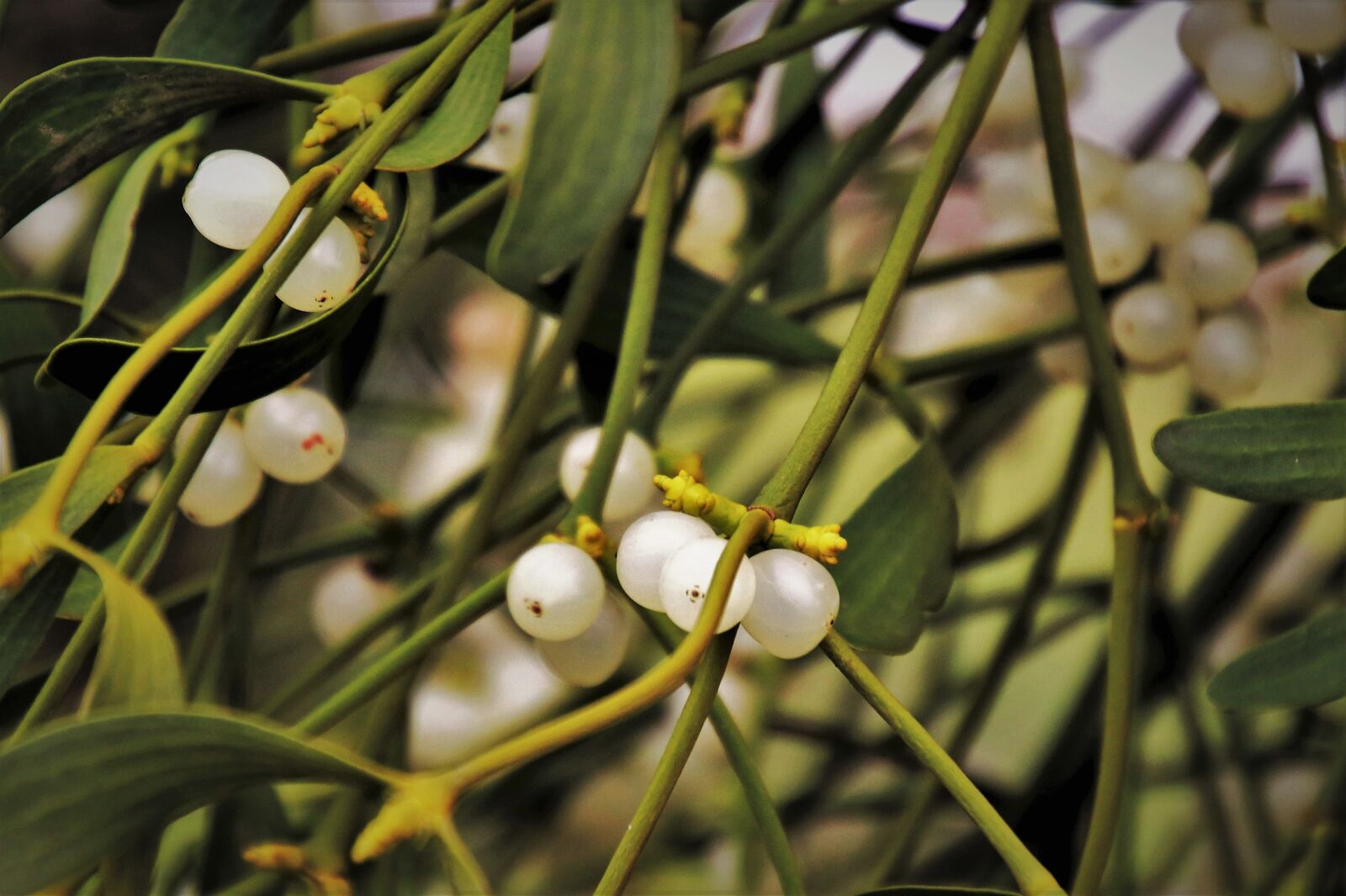 Canon EOS 80D sample photo. Holidays, green, mistletoe photography