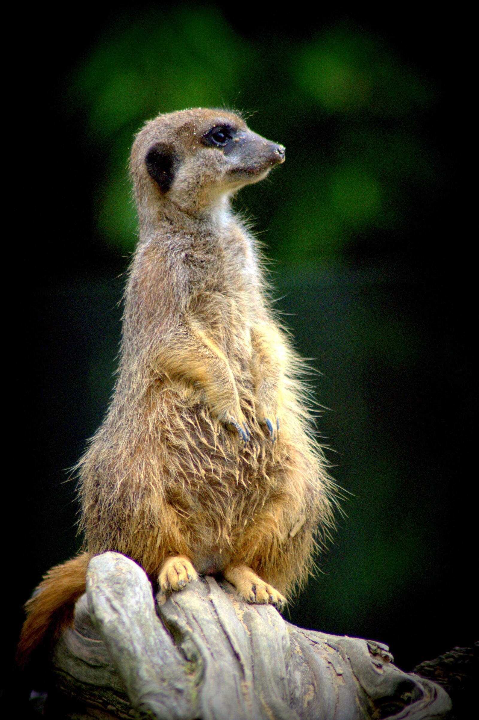 Pentax K-x sample photo. Meerkat, zoo, nature photography