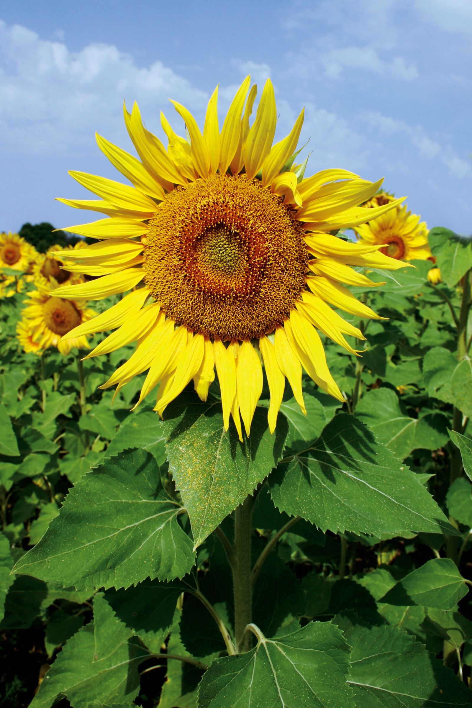 Canon EOS 300D (EOS Digital Rebel / EOS Kiss Digital) sample photo. Sunflower, summer, yellow photography