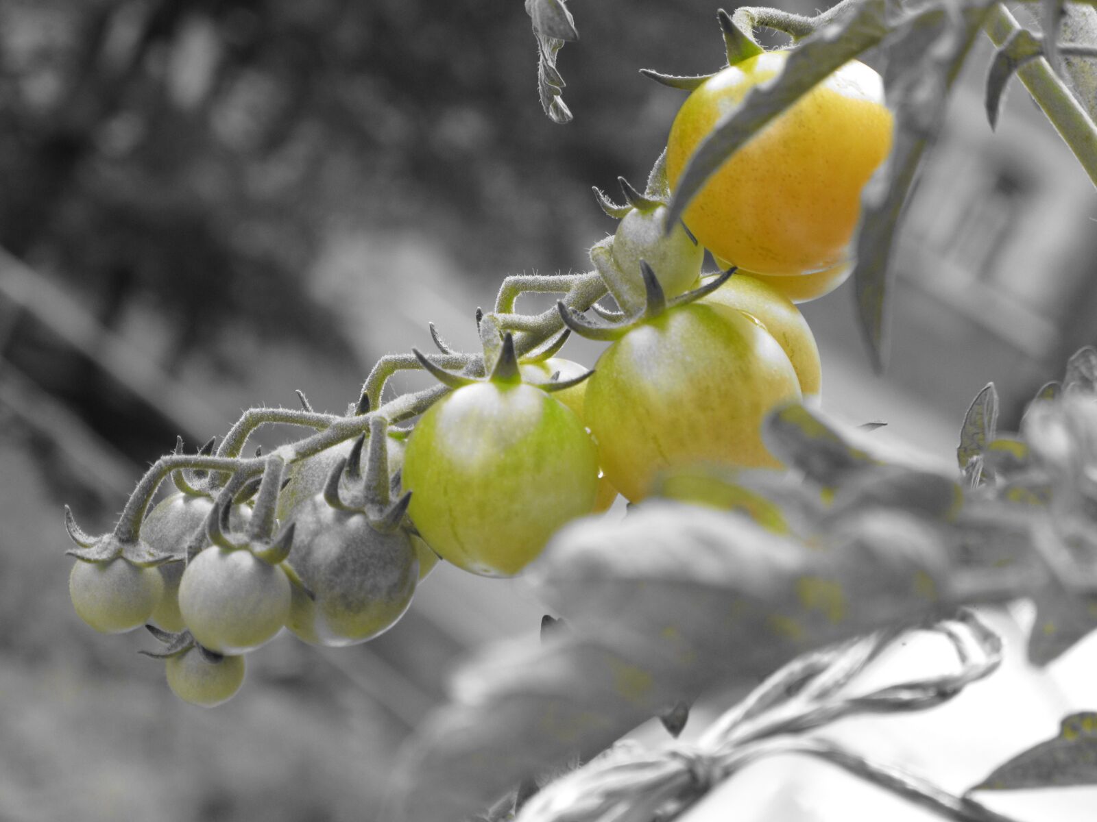 Canon PowerShot G11 sample photo. Tomato, tomatoes, vegetable photography