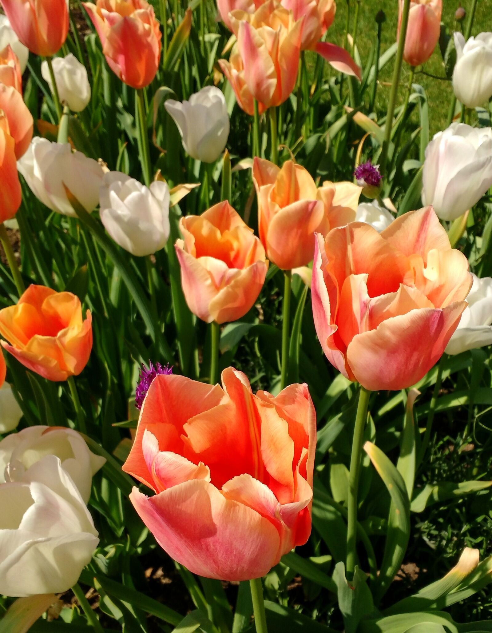 Motorola MotoG3 sample photo. Tulips, white, peach photography