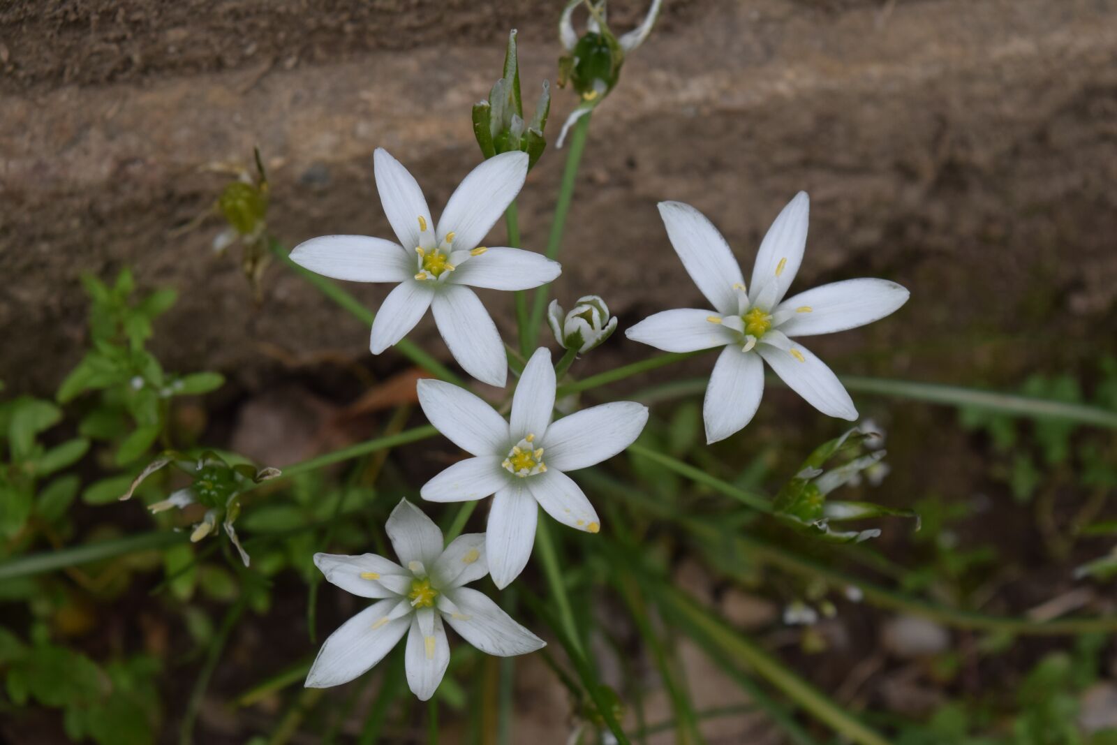 Nikon D3300 sample photo. White flowers, flowers, bloom photography