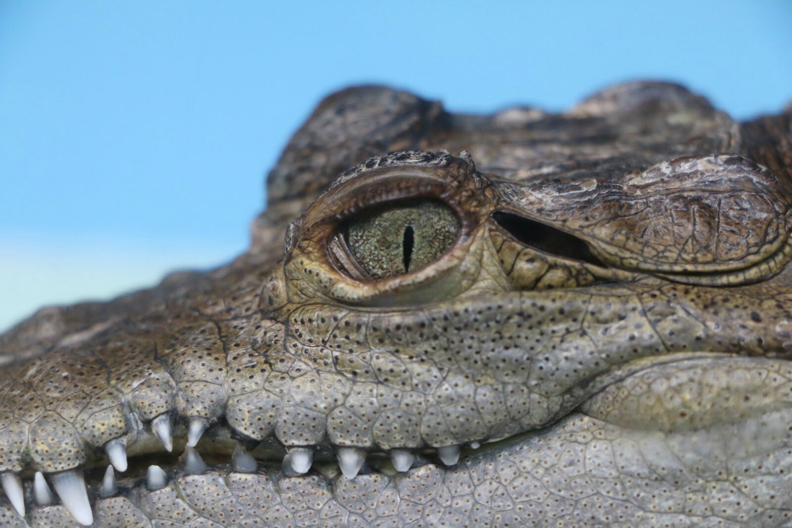 Canon EOS 70D sample photo. Alligator, juvenile, reptile photography