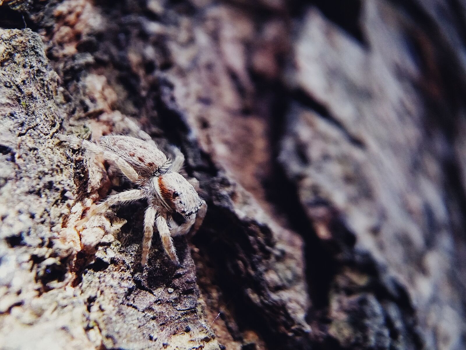 Samsung Galaxy S5 sample photo. Spider, animal, life photography