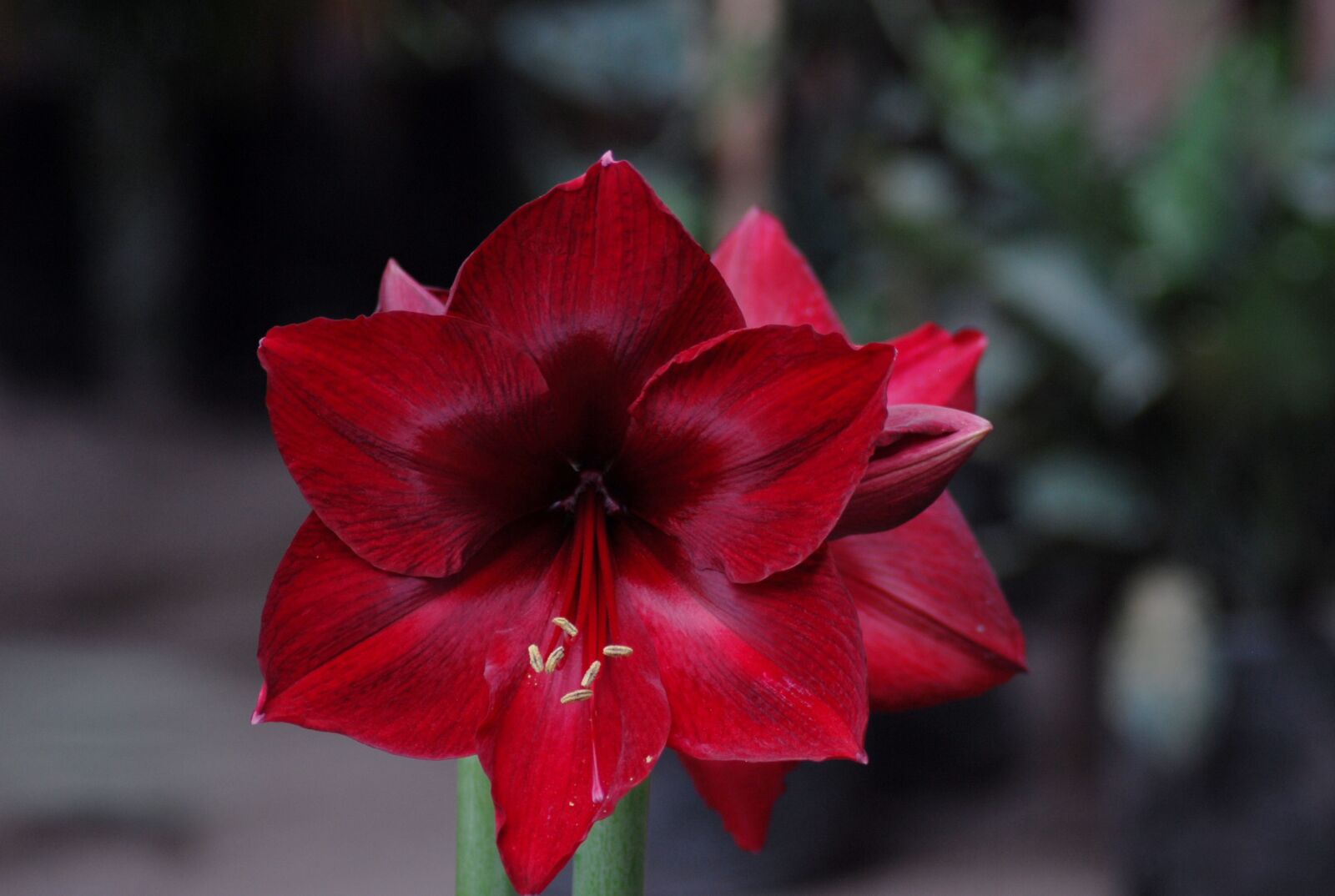 Nikon D200 sample photo. Flower, nature, flora photography