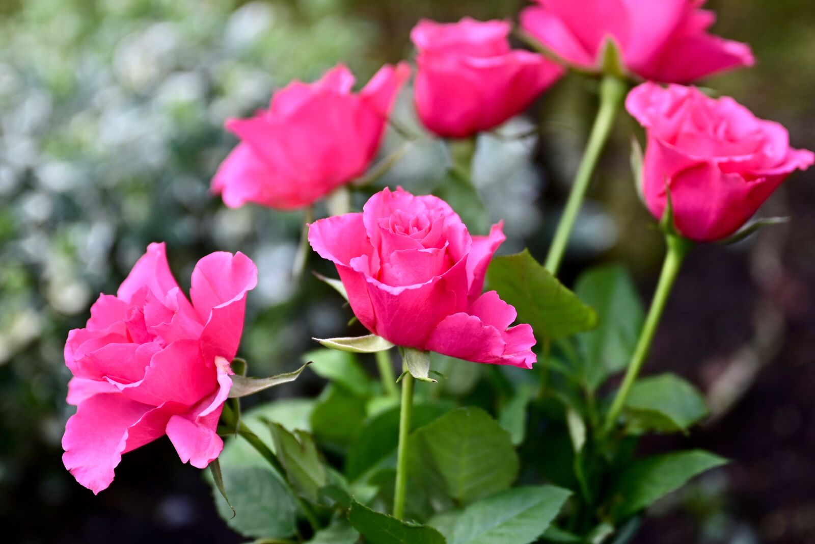 Nikon Nikkor Z 24-70mm F2.8 S sample photo. Rose, rose bloom, bouquet photography