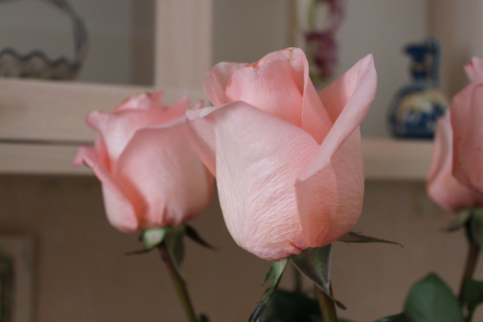 Canon EOS 500D (EOS Rebel T1i / EOS Kiss X3) sample photo. Flowers, roses, pink photography