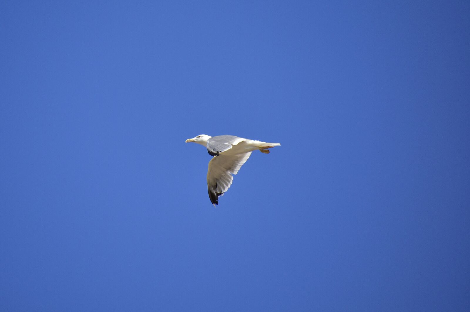 Nikon D7200 sample photo. Ave, seagull, feathers photography