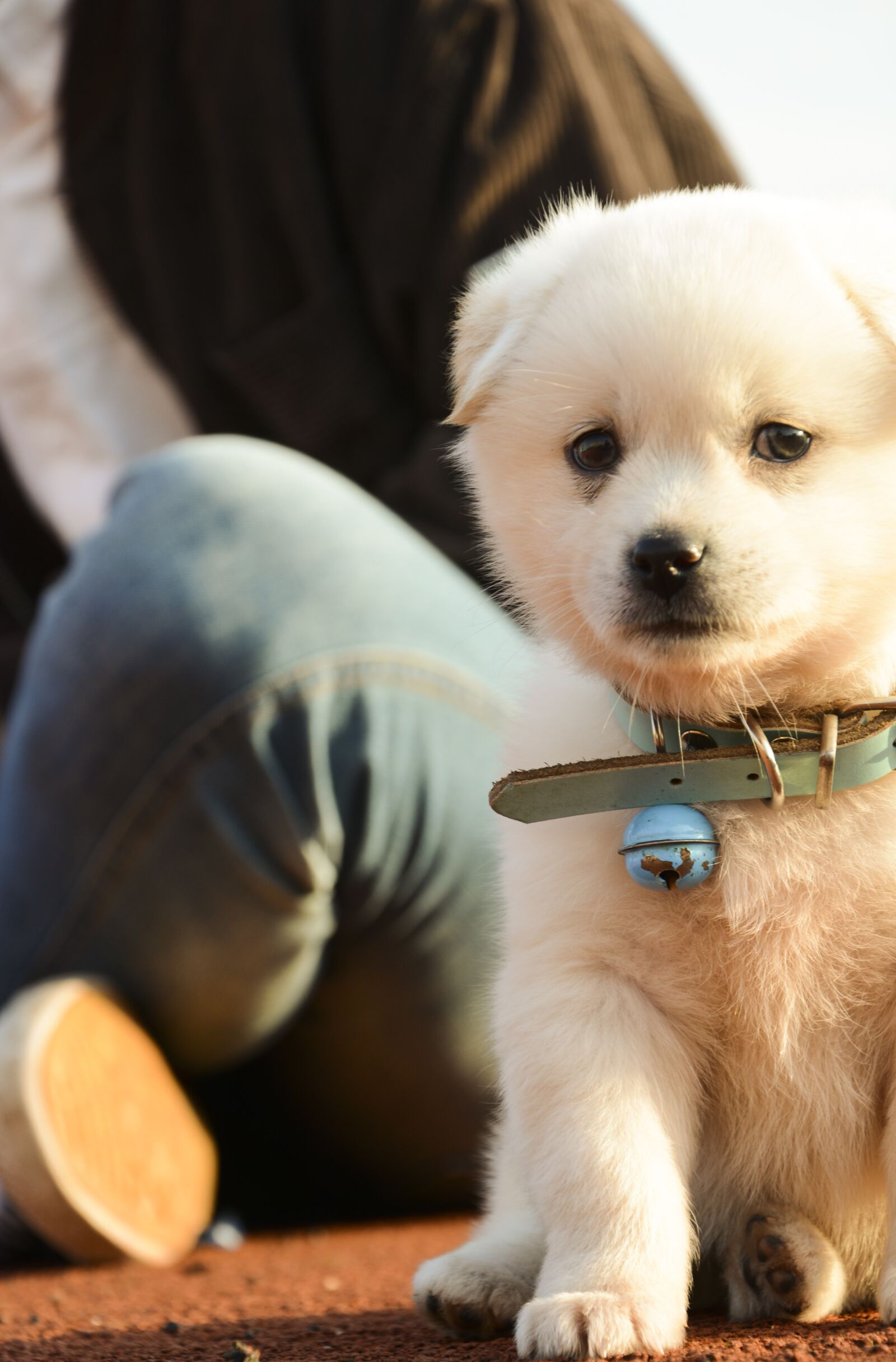 Nikon D7100 sample photo. Pets, dog, cute photography