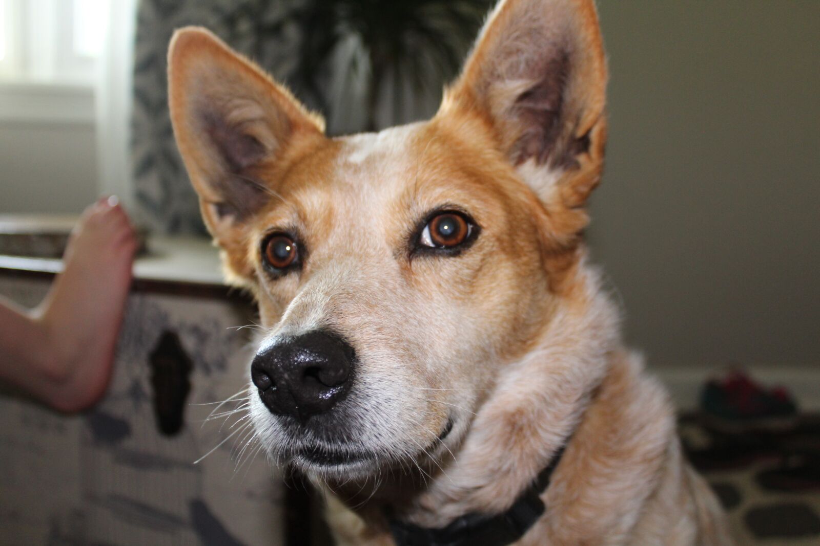 Canon EOS 1300D (EOS Rebel T6 / EOS Kiss X80) sample photo. Dog, corgi, red heeler photography
