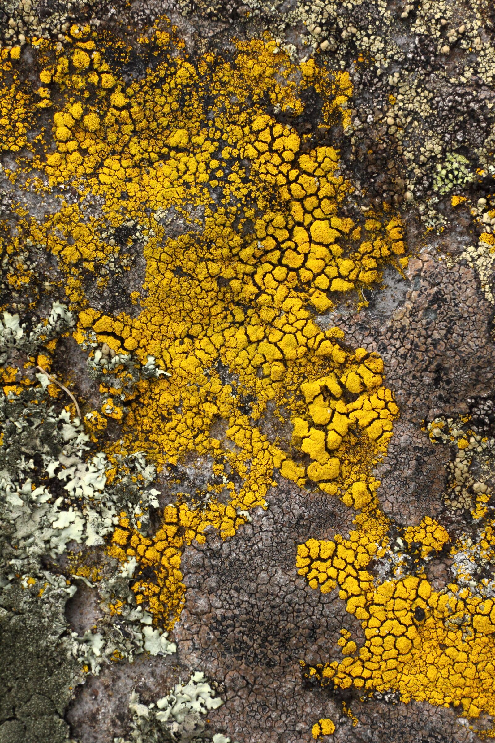 Canon EOS 50D sample photo. Lichen, stone, yellow photography