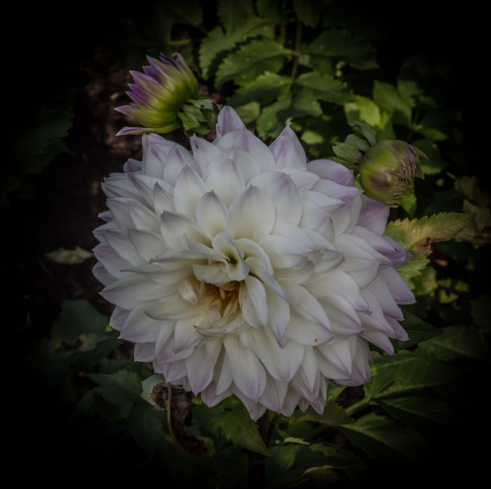 Pentax K-1 Mark II sample photo. Dahlia, blossom, bloom photography