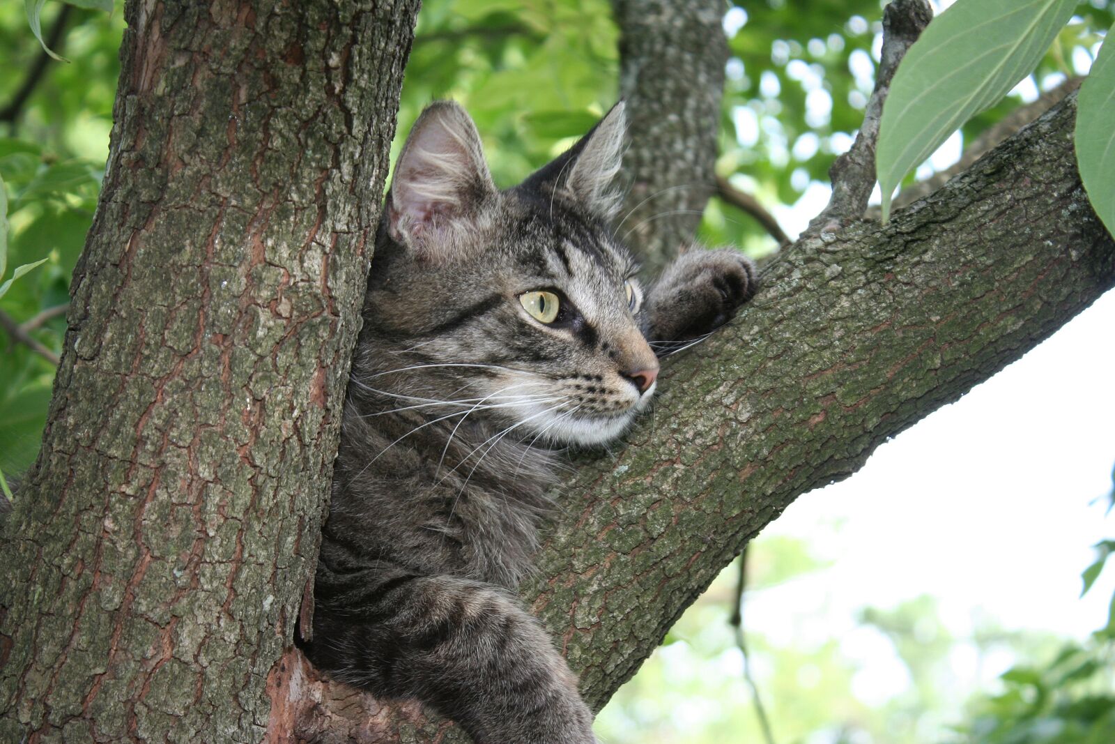 Canon EOS 350D (EOS Digital Rebel XT / EOS Kiss Digital N) sample photo. Cat, kitty, tabby photography